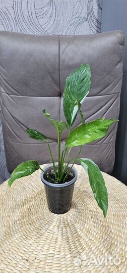 Спатифиллум джемени