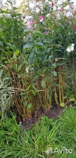 Флокс белый