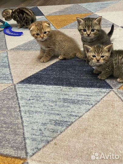 Шотландские котята