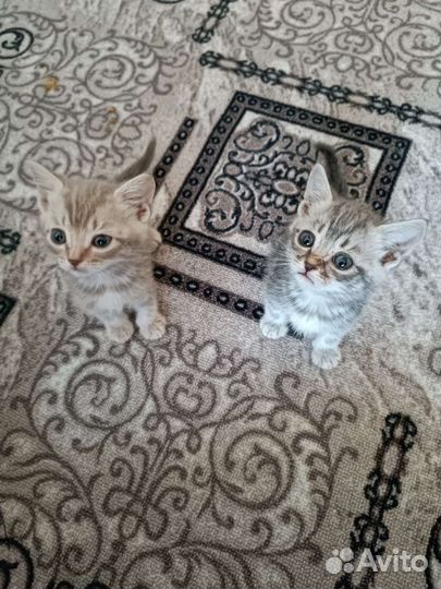 Шотландские прямоухие котята