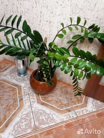 Замиокулькас, Эпипремнум