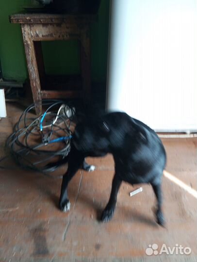 Продам сучку мелкой породы.Не дворняга