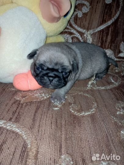 Девочка мопсик