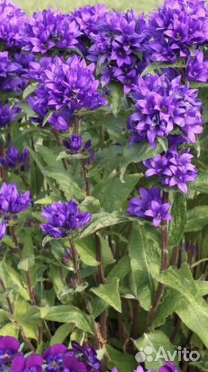 Садовые растения Керия Колокольчики Жасмин и др