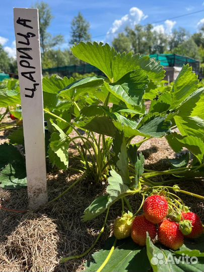 Земляника садовая Царица