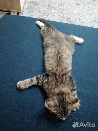 Отдадим котёнка в добрые руки