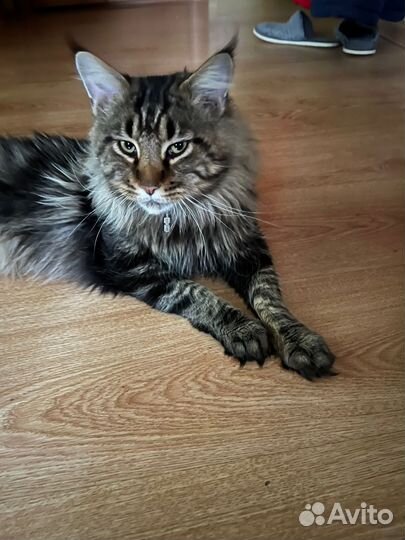 Котята мейн-кун