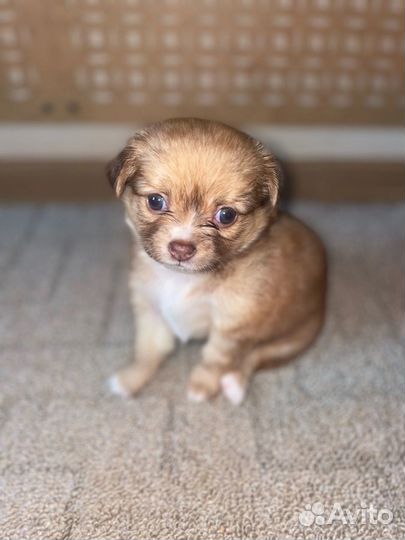 Щенки чихуахуа