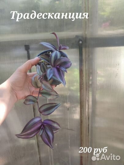 Аптения, плющ, традесканция, крестовник, пилея