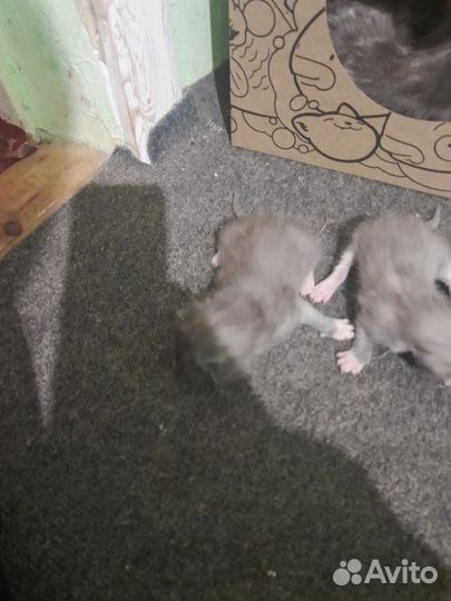 Домашние животные котята