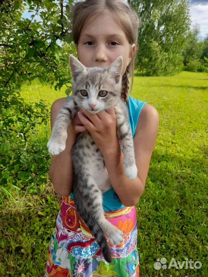 Котик серенький 1 месяц с белыми лапками, доставка