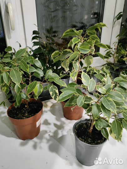 Фикус бенджамина