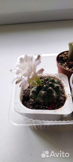 Комнатные растения (гибискус, кактусы)