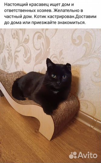 Кошки в добрые руки бесплатно