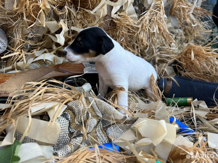 Гладкошерстный фокстерьер