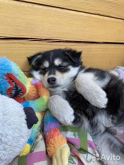 Красивая девочка ищет дом