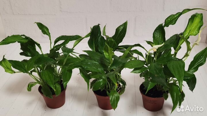 Спатифиллум Шопен, женское счастье