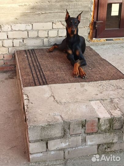Собаки щенки добермана