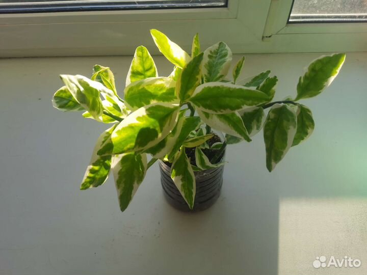 Педилантус