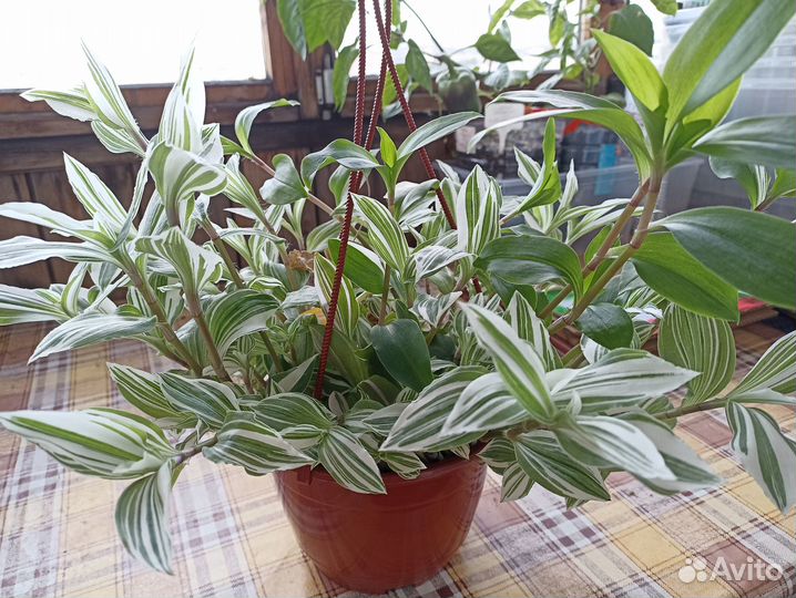 Традесканция розовая в подвесном горшке