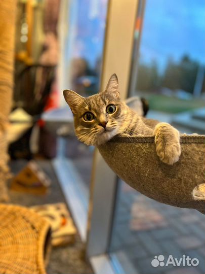Стерилизованная кошечка