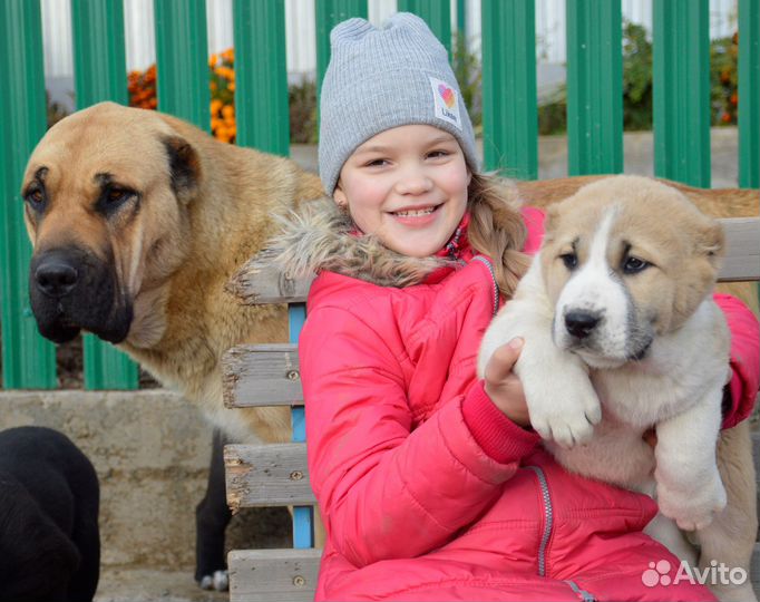 Девочки сао