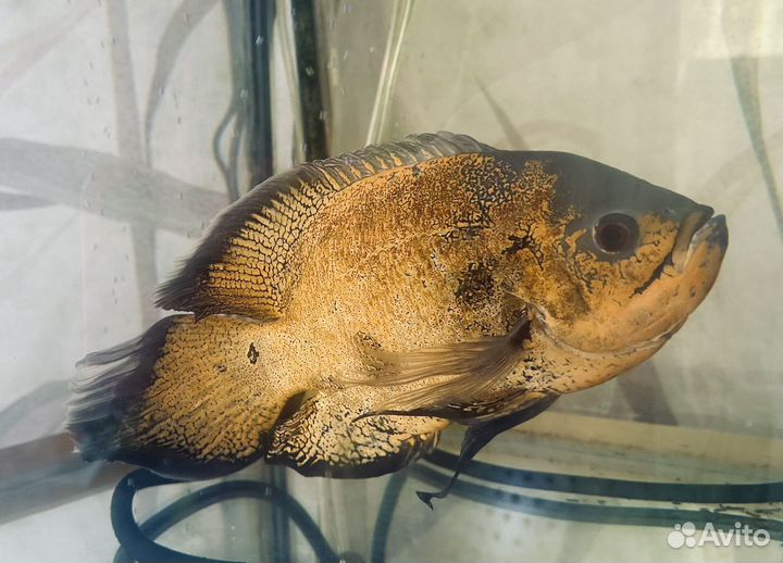 Астронотус