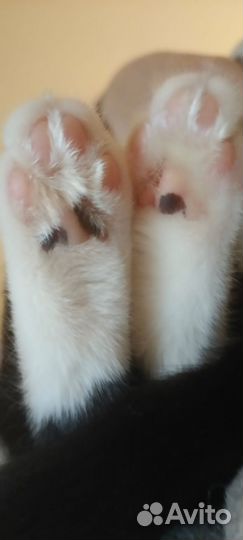 Котик
