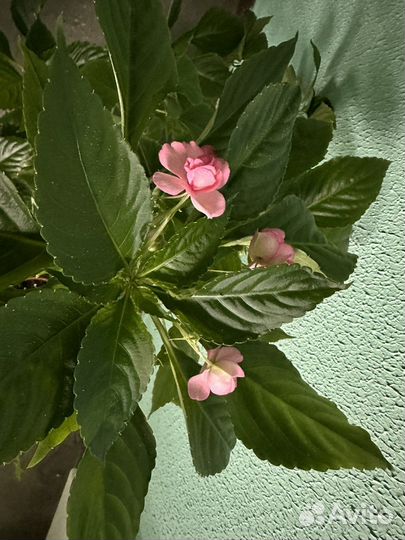 Бальзамин махровый розовый 85 см взрослое растение