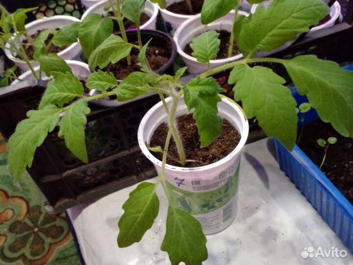 Рассада помидор и перцев и капуста