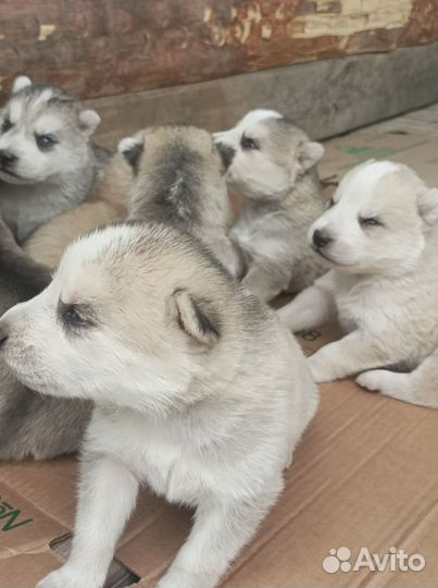 Отдам щенка хаски в добрые руки