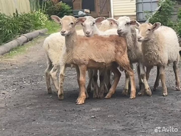 Катумские овцы,ягнята