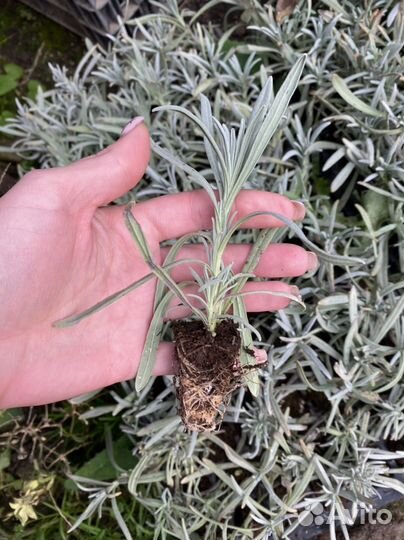 Лаванда рассада