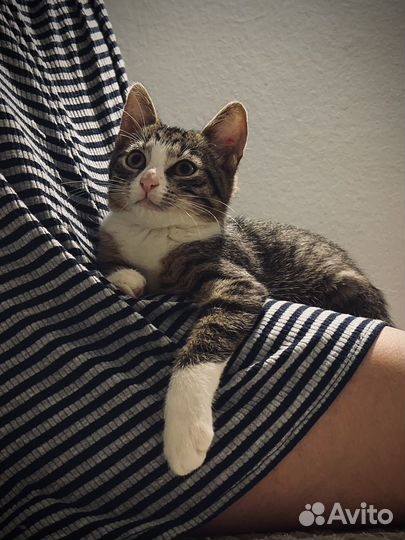 Котёнок-мальчик