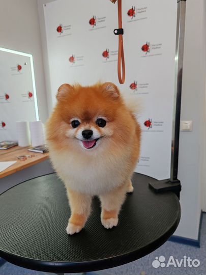 Услуга грумера