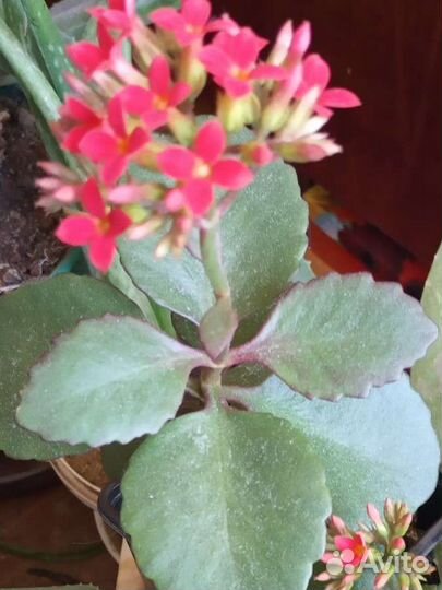 Каланхоэ, фуксия, пеперомия, айхризон, сингонеум