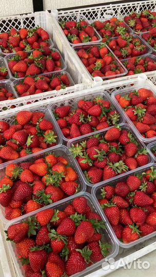 Клубника оптом