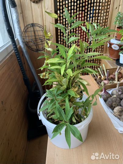 Флоксы саженцы