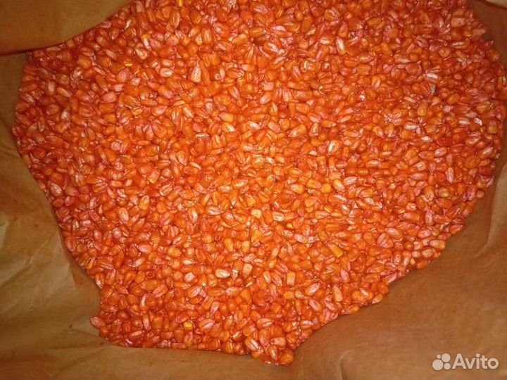 Семена Канадской кукурузы
