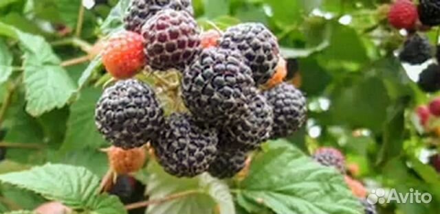 Малина чёрная 
