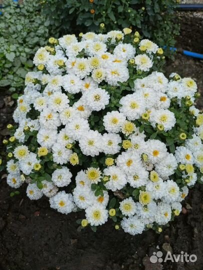 Хризантема