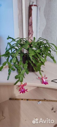 Цветок декабрист