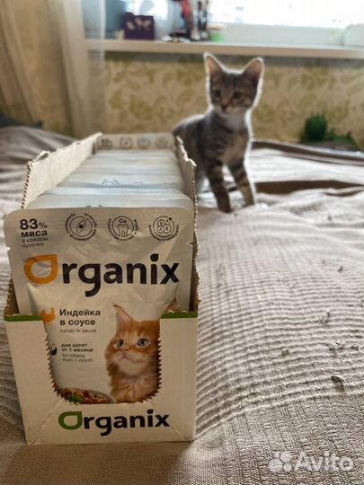 Корм для котят organix