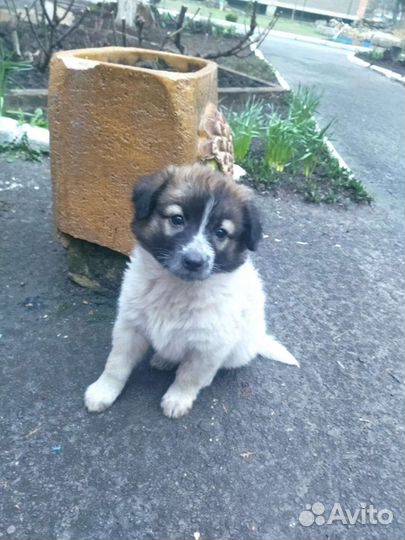 Малышка в добрые ручки