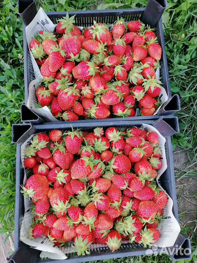 Рассада клубники фестивальная, зенга-зенгана