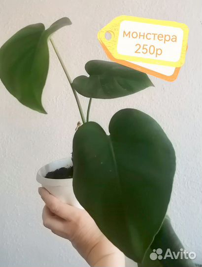 Продам цветы комнатные