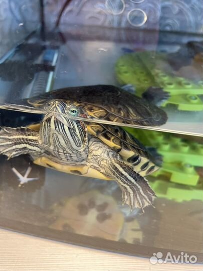 Черепаха с аквариумом