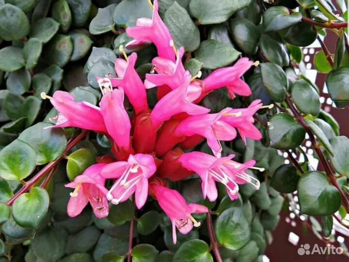 Эсхинантус