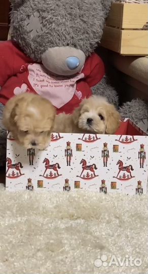 Мальтипу super mini & mini