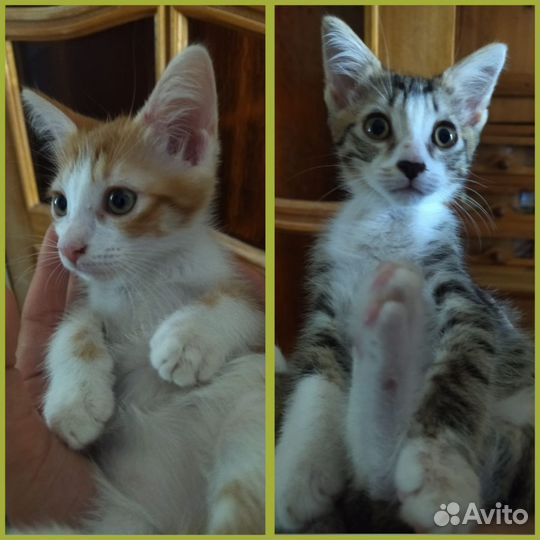 Котята в добрые руки